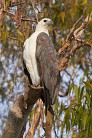 Weißbauchseeadler